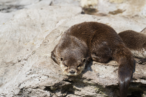 Eurasian otter or Lutra lutra, also known as the European otter, Eurasian river otter, common otter, and Old World otter, is a semiaquatic mammal native to Eurasia.
