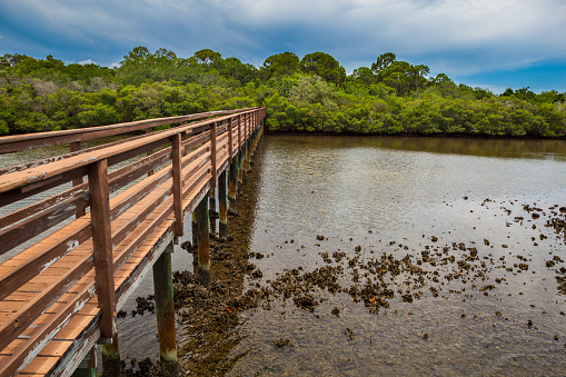 Wood bridge over the mangroves at low tide.