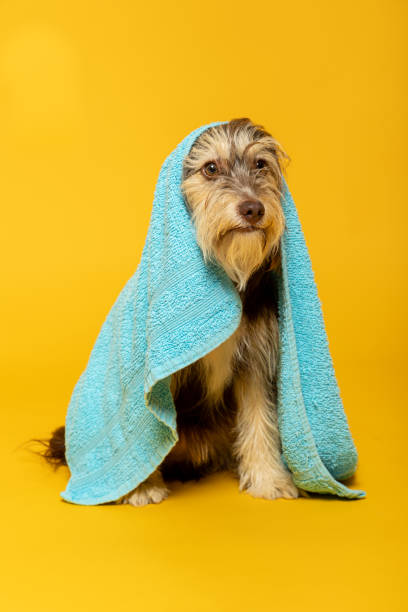 istock Furry puppy with a towel on his head on a yellow background. 1402915088