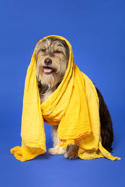 istock Furry puppy with a scarf on his head on a blue background. 1402915151