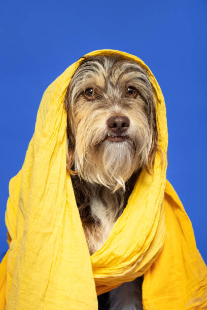 istock Furry puppy with a scarf on his head on a blue background. 1402915171