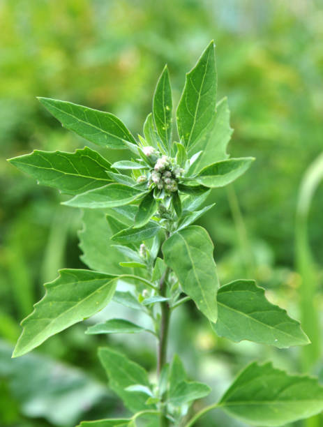 istock In nature, the grows Chenopodium album 1402915356
