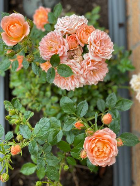 istock Beautiful Peach Roses 1402915482