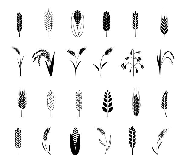 weizenohrensymbole gesetzt. gersten- und maisgetreide, roggen- und reiskorn, schwarze silhouetten dekorative isolierte backwarensammlung, samenernte für bauernbrot oder bier. bio-lebensmittel illustration vektor - gerste stock-grafiken, -clipart, -cartoons und -symbole