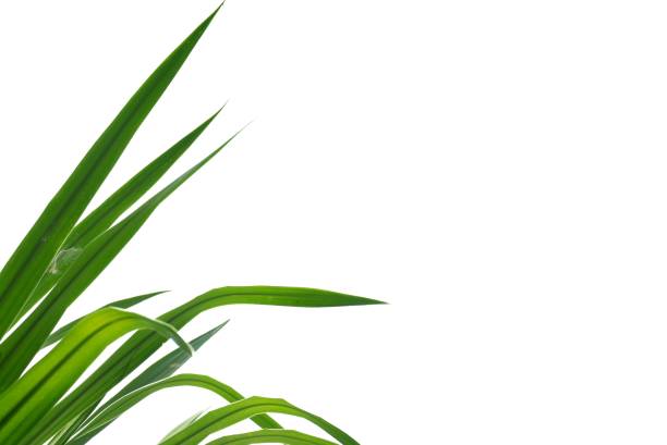 istock In selective focus Tropical tree with leaves on white isolated background for green foliage backdrop 1402917358