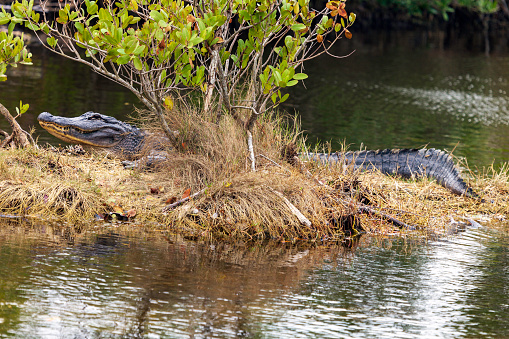 Alligator   Myakka River State Park Florida USA