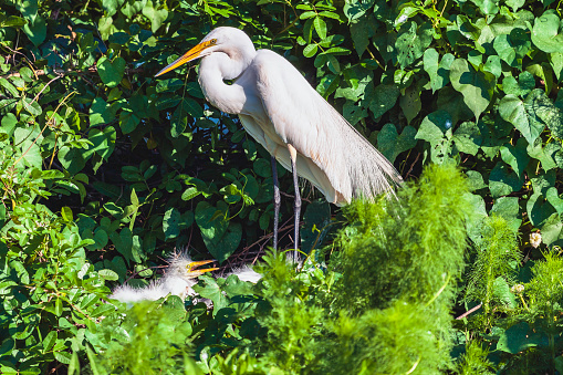 Great White Egret Chicks waiting for their Mama to feed them Dinner as seen in the Shingle Creek Preserve near Lake Toho in Kissimmee, Florida