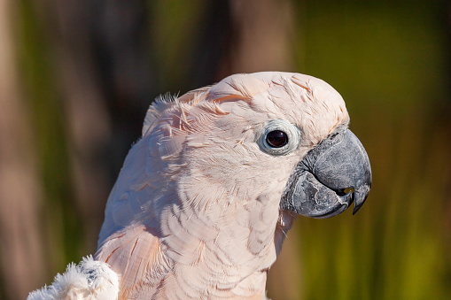 Moluccan Cockatoo Profile. The Moluccan Cockatoo is the largest of the Cockatoos, growing to about 20 inches having light pink to almost salmon colored feathers.