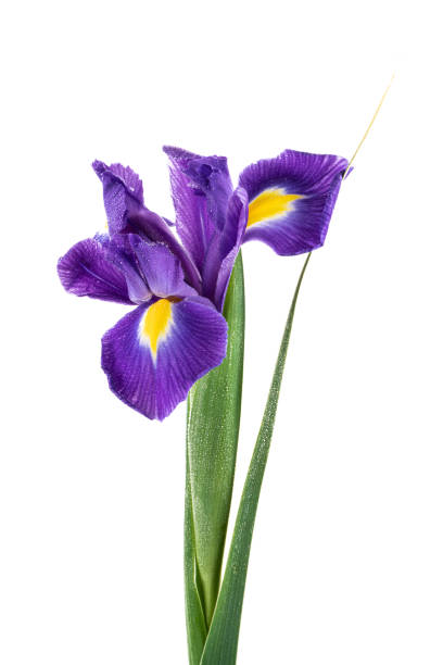 istock Beautiful Blue English Iris (Iridaceae Iris latifolia) isolated on white background 1402918606