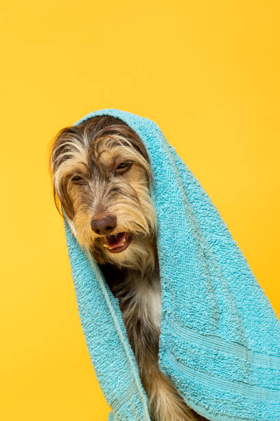 istock Furry puppy with a towel on his head on a yellow background. 1402919870