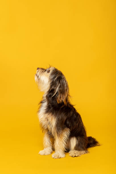 istock Adorable furry puppy on yellow background. 1402919922