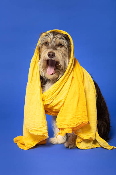 istock Furry puppy with a scarf on his head on a blue background. 1402920044
