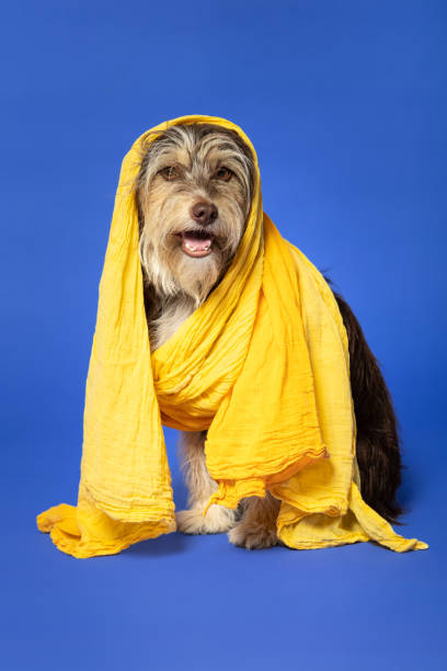 istock Furry puppy with a scarf on his head on a blue background. 1402920135