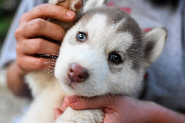 istock Baby husky dogs 1402920245