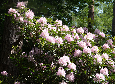 A beautiful light pink rhododendron in a sun-drenched corner in a forest in the east of the Netherlands