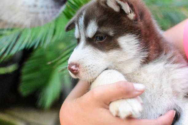 istock Baby husky dogs 1402920421