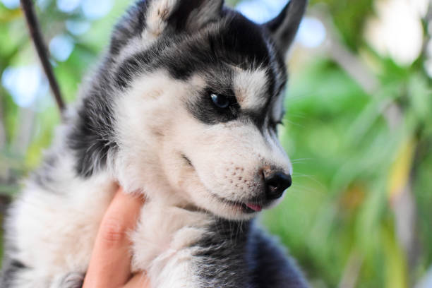 istock Baby husky dogs 1402920457