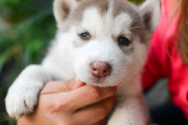 istock Baby husky dogs 1402920563