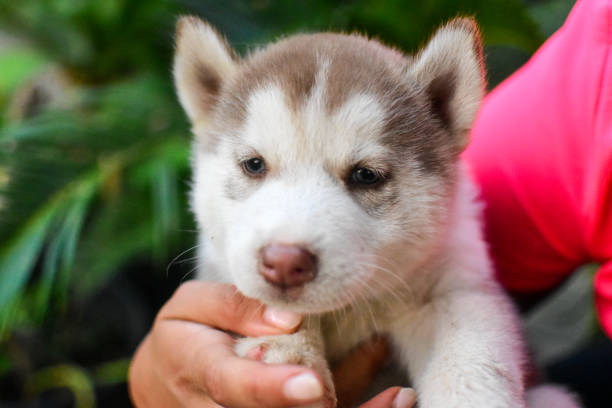 istock Baby husky dogs 1402920628