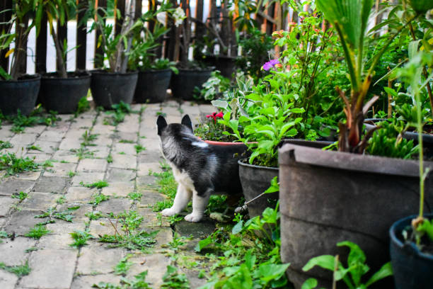 istock Beautiful husky dog outdoors in a yard 1402920713