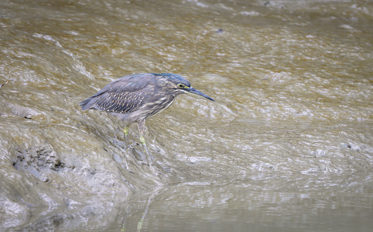 The striated heron also known as mangrove heron, little heron or green-backed heron.