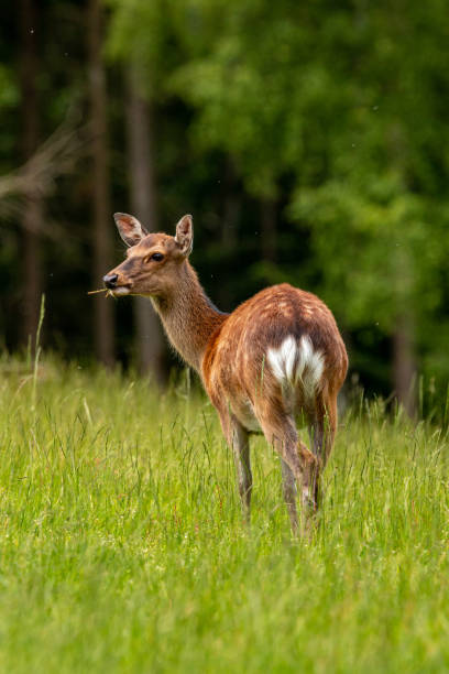 ein damhirsch auf grüner wiese - fallow deer fawn deer fallow field stock-fotos und bilder