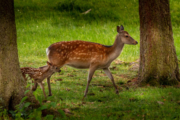 istock A red deer hind with his fawn 1402924670