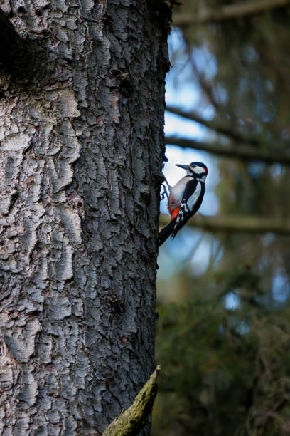 great spotted woodpecker on a spruce tree The bark beetle is eating its way through our forests. In the dead trees the great spotted woodpecker finds its nesting opportunities dendrocopos major great spotted woodpecker in the snow stock pictures, royalty-free photos & images