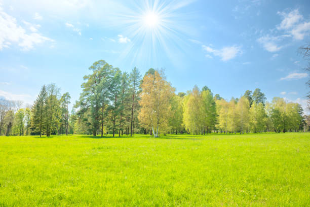 Green park forest with green trees and green grass on green field