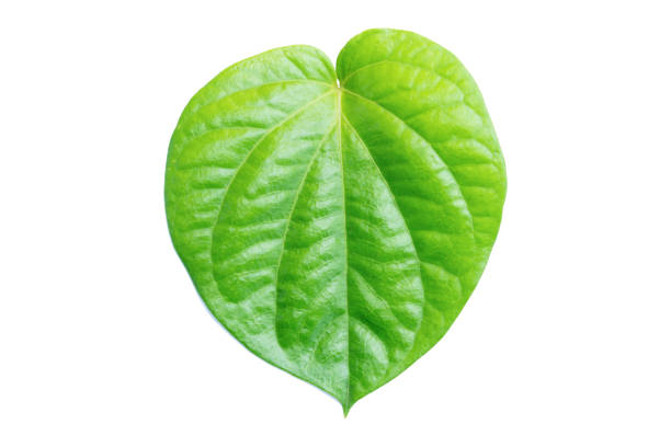 istock Betel leaf isolated on white background with clipping path 1402926851