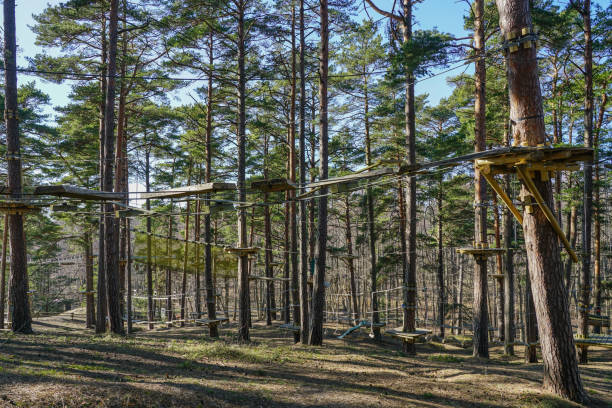 istock High rope bridge in a pine forest, part of a ropes course 1402927596