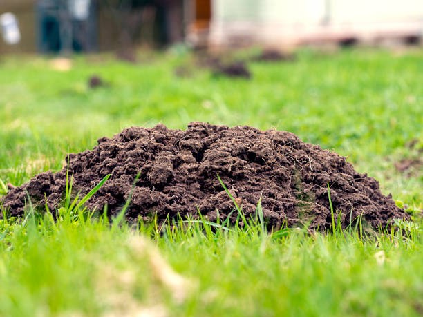 Piles of earth on the lawn dug by moles. The fight against moles, spoiled lawn Piles of earth on the lawn dug by moles. The fight against moles, spoiled lawn dirt hole stock pictures, royalty-free photos & images