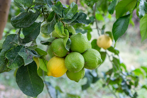 A bunch of ripe and unripe lemons growing on a tree in Cyprus, with a shallow depth of field