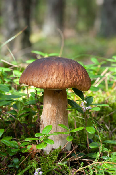 유럽의 자연 - 숲에있는 버섯 페니 롤빵 (킹 볼레테) 스톡 사진