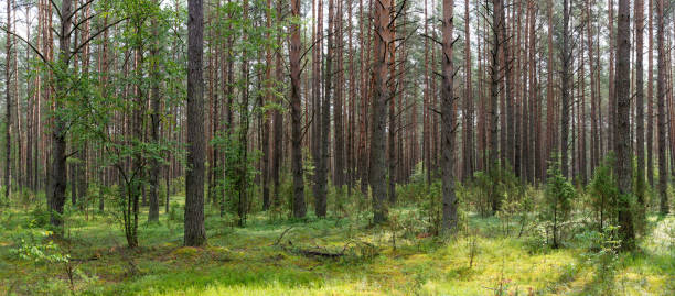 istock Landscape of Belarus - pine forest 1402928759