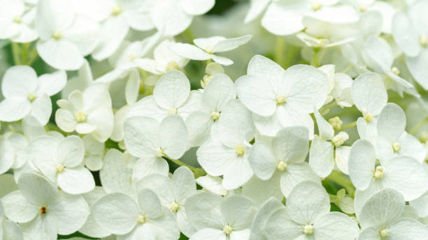 White hydrangea macro photography. Inflorescences of Bobo panicled hydrangea. Abstract white floral background in high resolution.