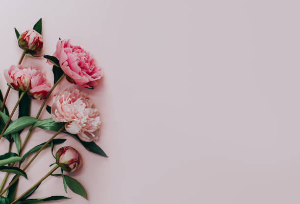 istock Beautiful pink peonies on a pink pastel background. 1402930519