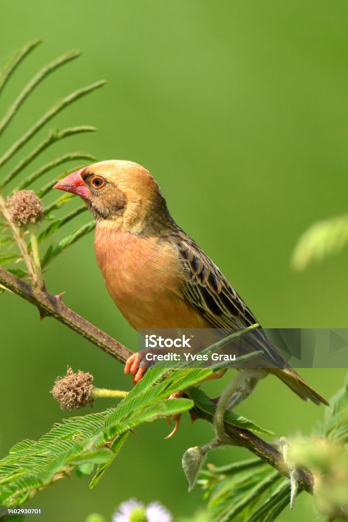 Red-billed quelea The red-billed quelea, also known as the red-billed weaver or red-billed dioch, is a small—approximately 12 cm (4.7 in) long and weighing 15–26 g (0.53–0.92 oz)—migratory, sparrow-like bird of the weaver family, Ploceidae, native to Sub-Saharan Africa. Africa Stock Photo