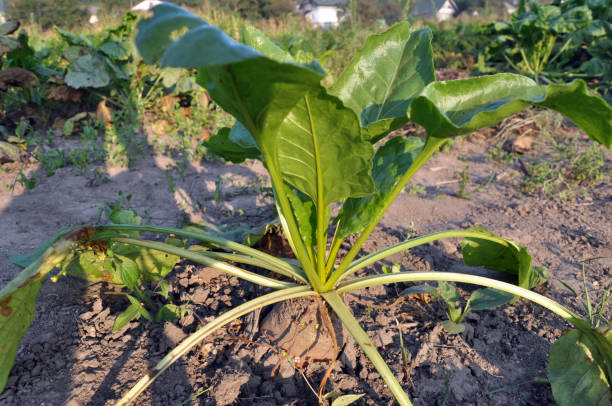 istock In the soil grows beet fodder 1402931518