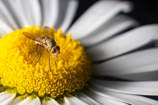 A fly rests on a daisy flower bloom.