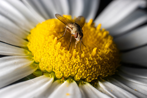 A fly rests on a daisy flower bloom.