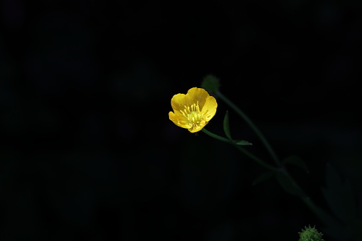 A single tall buttercup stands against a shaded background. Spring afternoon in southwestern British Columbia. 
Copy space for your message.