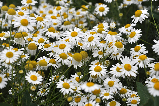 In the meadow in the wild bloom Chamomile Medicinal (Matricaria recutita,  Matricaria chamomilla, Chamomilla recutita)