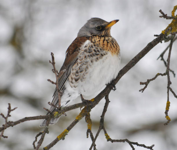 istock Singing thrush (turdus philomelos ) on a branch of a tree 1402933000