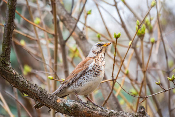 istock Fieldbird sits on a branch in spring with a blurred background. 1402933091