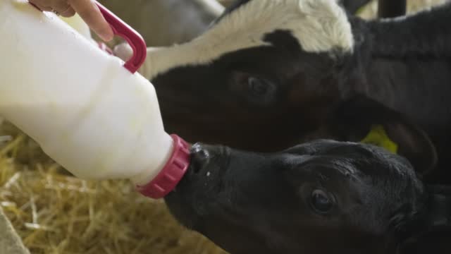 Feeding baby calf. A farmer gives to drink milk to calf cub by bottle to make it grow strong and robust healthy. A love for the calf and mostly vegan style.