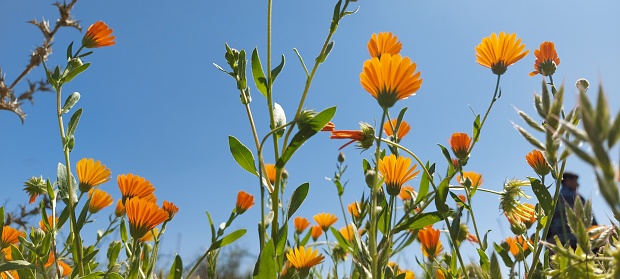 Beautiful Orange Calendulas flowers picture that was taken with the sky during the spring season in nature in Morocco.