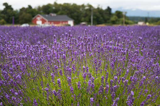 Lavender Field During Lavender Festival in Sequim, WA in July 2021