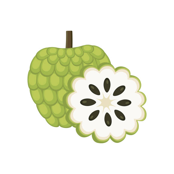 Custard apple set design with isolated whole and cut tropical fruit annona reticulata. Green sugar apple in flat detailed vector style for packaging, designs, decorative elements Custard apple set design with isolated whole and cut tropical fruit annona reticulata. Green sugar apple in flat detailed vector style for packaging, designs, decorative elements annona reticulata stock illustrations