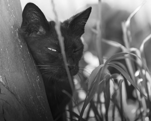 a black domestic or stray cat peeks. a photo. black and white